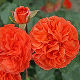 Trandafir Floribunda Orangerie - VERDENA-livrat in ghiveci plant-o-fix de 2L