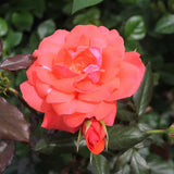 Trandafir Floribunda Piccolo - VERDENA-livrat in ghiveci plant-o-fix de 2L