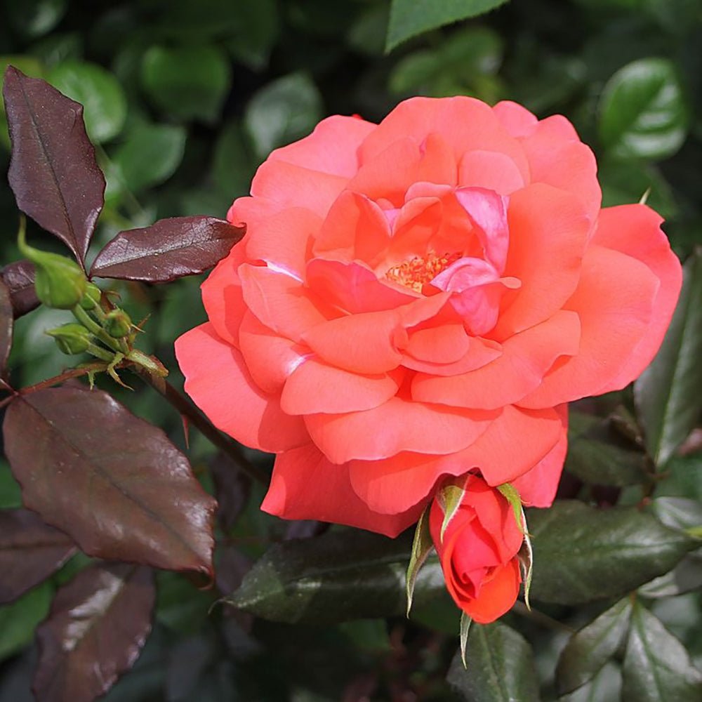 Trandafir Floribunda Piccolo - VERDENA-livrat in ghiveci plant-o-fix de 2L