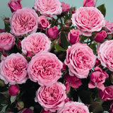 Trandafir Floribunda Pink Babyflor - VERDENA-livrat in ghiveci plant-o-fix de 2L