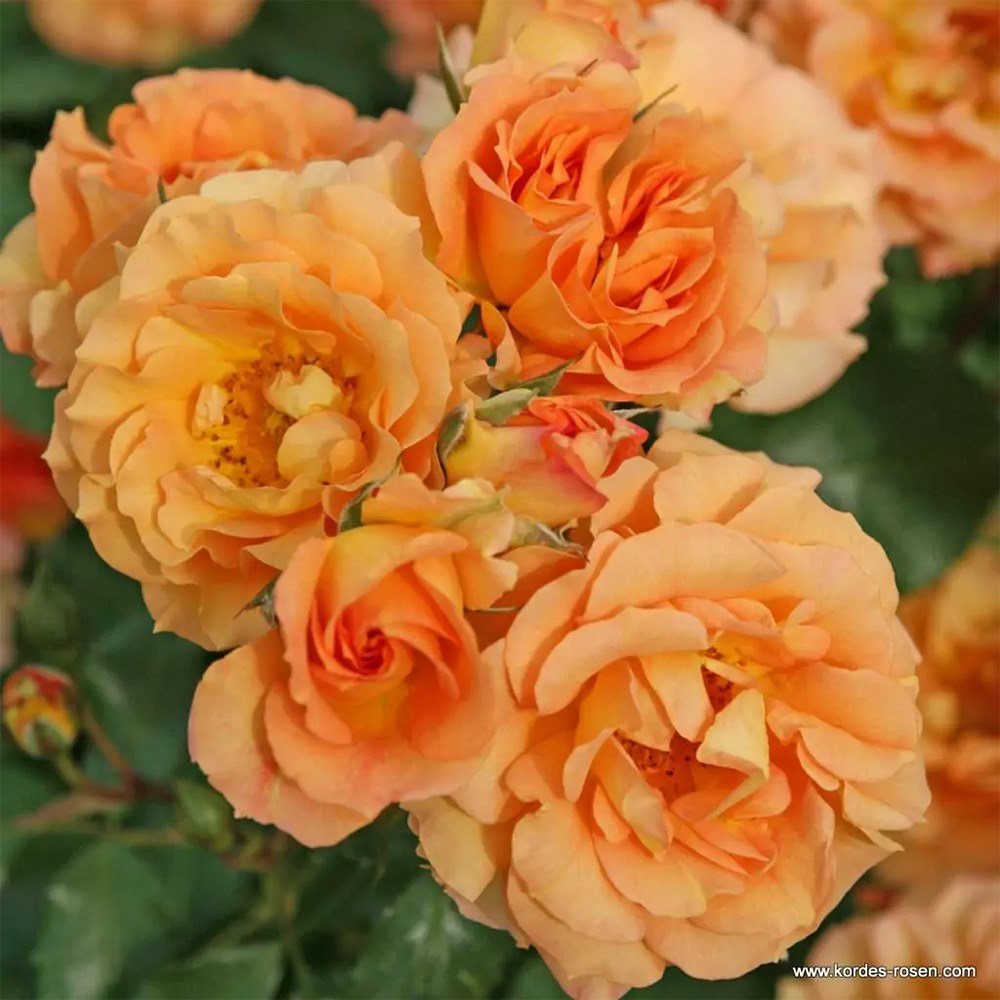 Trandafir Floribunda portocaliu-auriu Bentheimer Gold, inflorire repetata - VERDENA-livrat in ghiveci plant-o-fix de 2 l