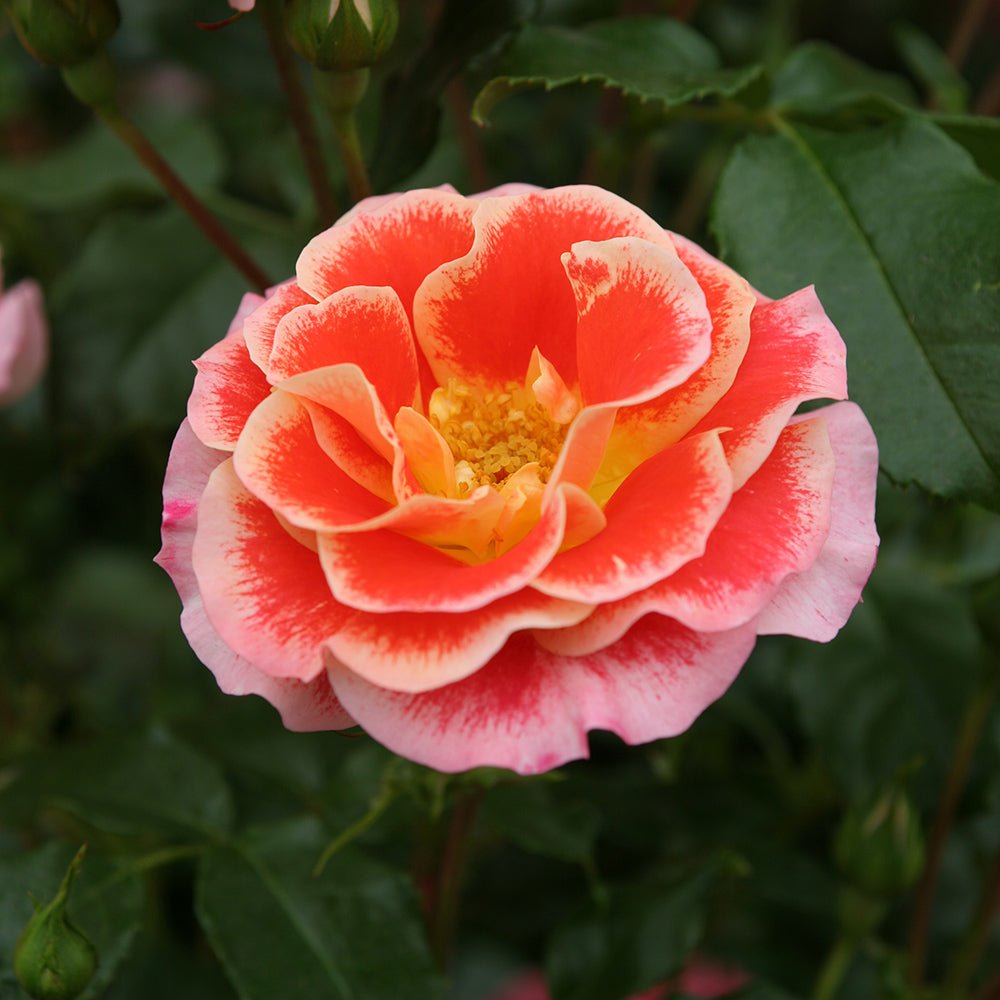 Trandafir Floribunda portocaliu-inchis galben patat Airbrush, inflorire repetata - VERDENA-livrat in ghiveci plant-o-fix de 2 l