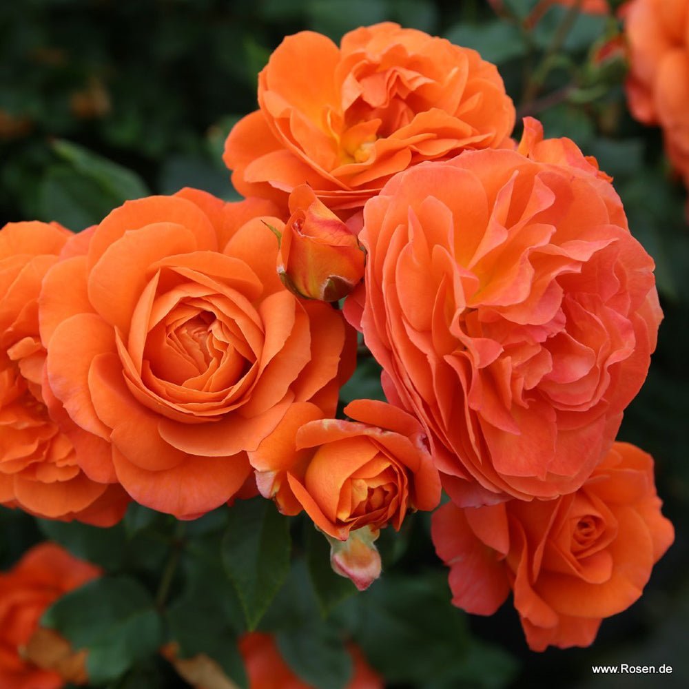 Trandafir Floribunda portocaliu Phoenix, inflorire repetata - VERDENA-livrat in ghiveci plant-o-fix de 2 l