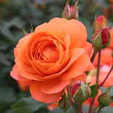 Trandafir Floribunda portocaliu Phoenix, inflorire repetata - VERDENA-livrat in ghiveci plant-o-fix de 2 l