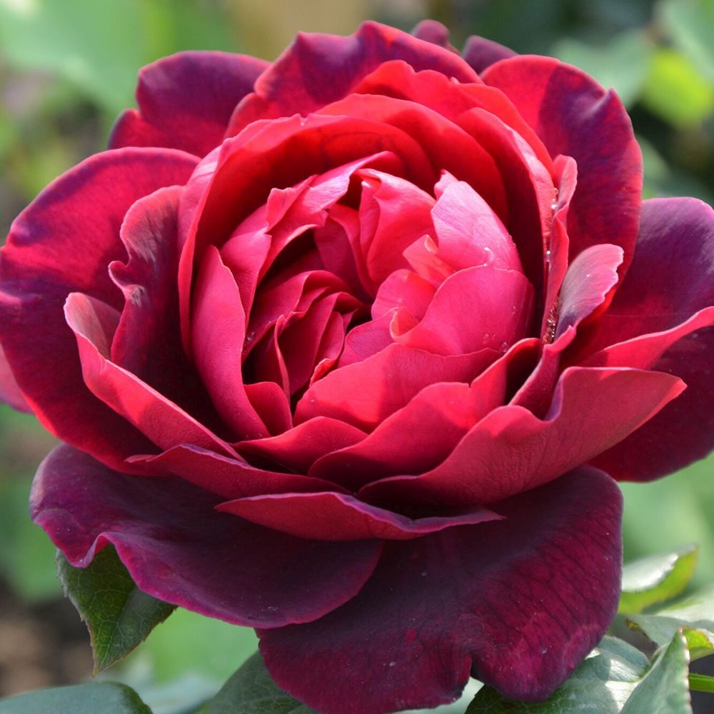 Trandafir Floribunda rosu-bordeaux Grafin Von Hardenberg, cu parfum intens - VERDENA-