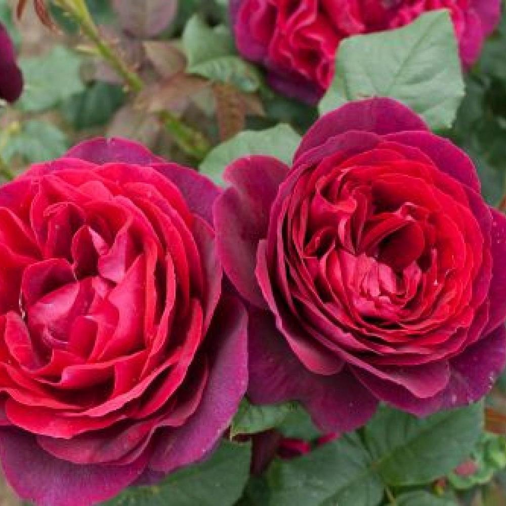 Trandafir Floribunda rosu-bordeaux Grafin Von Hardenberg, cu parfum intens - VERDENA-