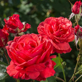 Trandafir Floribunda rosu-coral Duftwolke, cu parfum seducator de intens - VERDENA-livrat in ghiveci plant-o-fix de 2 l