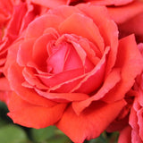 Trandafir Floribunda rosu-coral Duftwolke, cu parfum seducator de intens - VERDENA-livrat in ghiveci plant-o-fix de 2 l