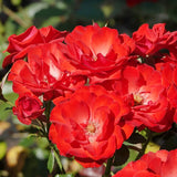Trandafir Floribunda rosu Montana, cu parfum intens - VERDENA-livrat in ghiveci plant-o-fix de 2 l