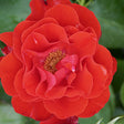 Trandafir Floribunda rosu Montana, cu parfum intens - VERDENA-livrat in ghiveci plant-o-fix de 2 l