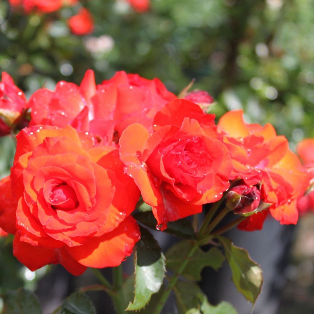 Trandafir Floribunda rosu-portocaliu Olympisches Feuer 92, inflorire repetata - VERDENA-livrat in ghiveci plant-o-fix de 2 l
