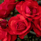 Trandafir Floribunda rosu Stadt Eltville, inflorire repetata - VERDENA-livrat in ghiveci plant-o-fix de 2 l