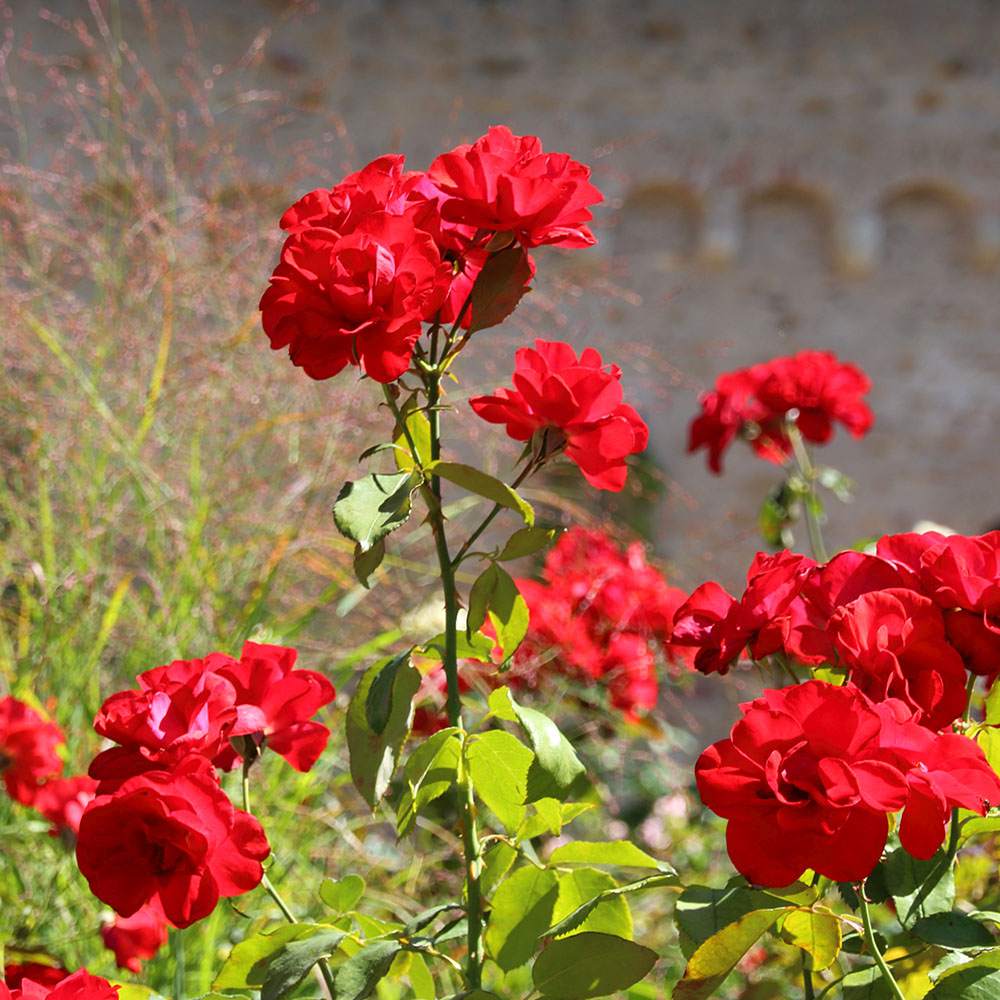 Trandafir Floribunda rosu Stadt Eltville, inflorire repetata - VERDENA-livrat in ghiveci plant-o-fix de 2 l
