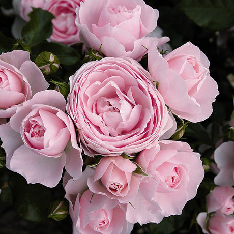 Trandafir Floribunda roz-crem Hans Gönewein Rose, parfum intens - VERDENA-livrat in ghiveci plant-o-fix de 2 l