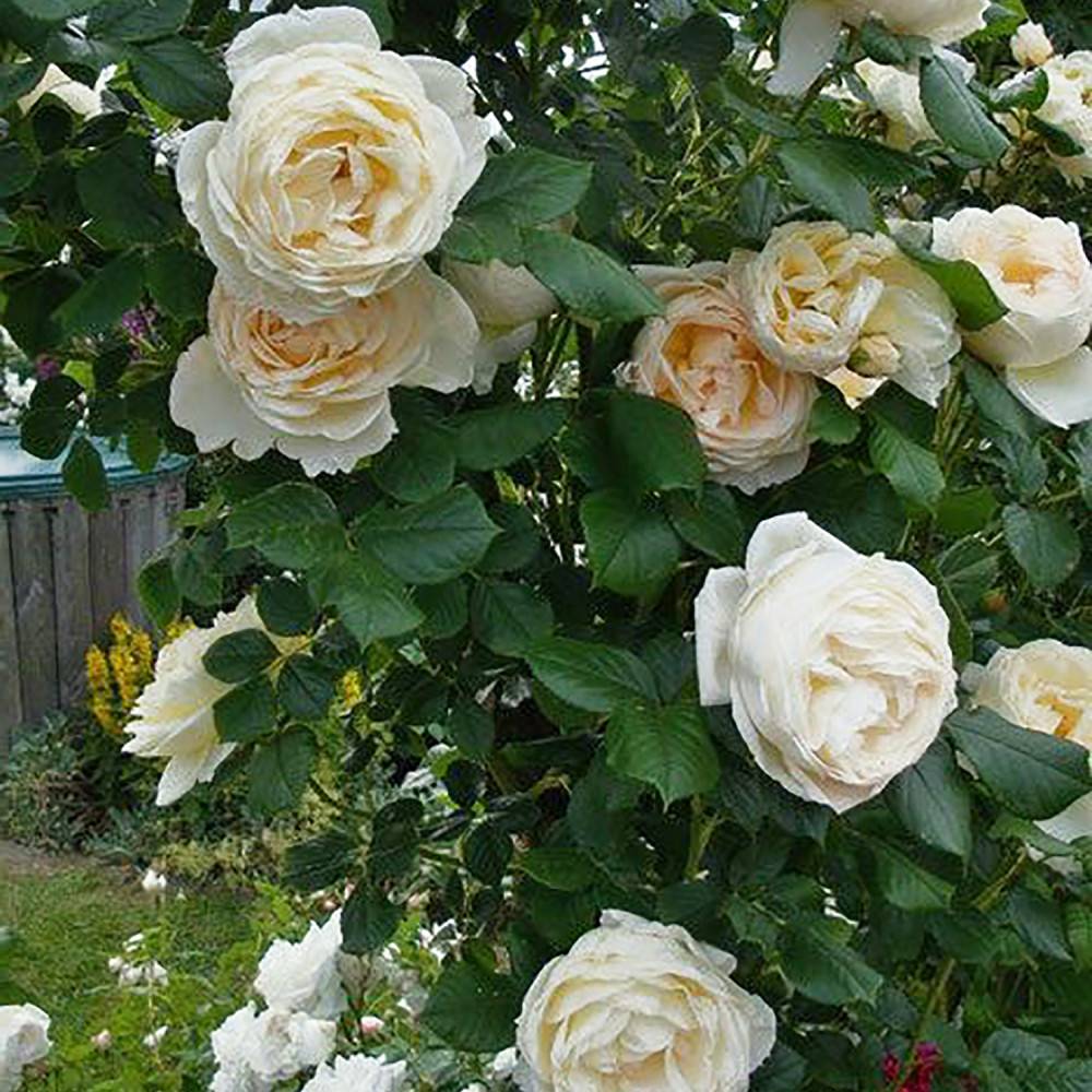 Trandafir Floribunda roz-crem pastel Uetersener Klosterrose, parfum intens - VERDENA-livrat in ghiveci plant-o-fix de 2 l