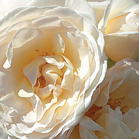 Trandafir Floribunda roz-crem pastel Uetersener Klosterrose, parfum intens - VERDENA-livrat in ghiveci plant-o-fix de 2 l