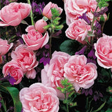 Trandafir Floribunda roz Home & Garden, inflorire repetata - VERDENA-livrat in ghiveci plant-o-fix de 2 l