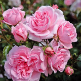 Trandafir Floribunda roz Home & Garden, inflorire repetata - VERDENA-livrat in ghiveci plant-o-fix de 2 l