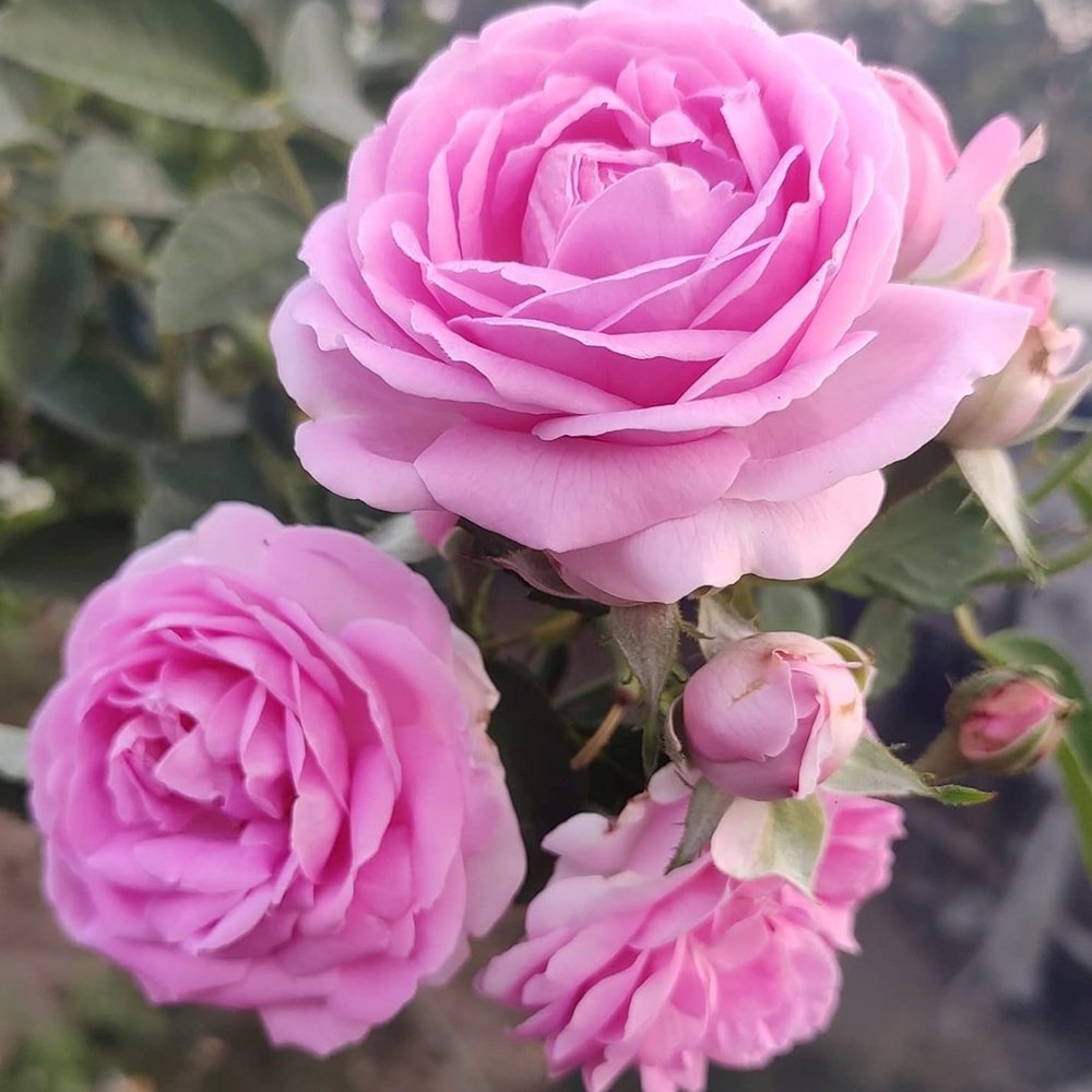 Trandafir Floribunda roz intens Ozeana, cu parfum intens - VERDENA-livrat in ghiveci plant-o-fix de 2 l