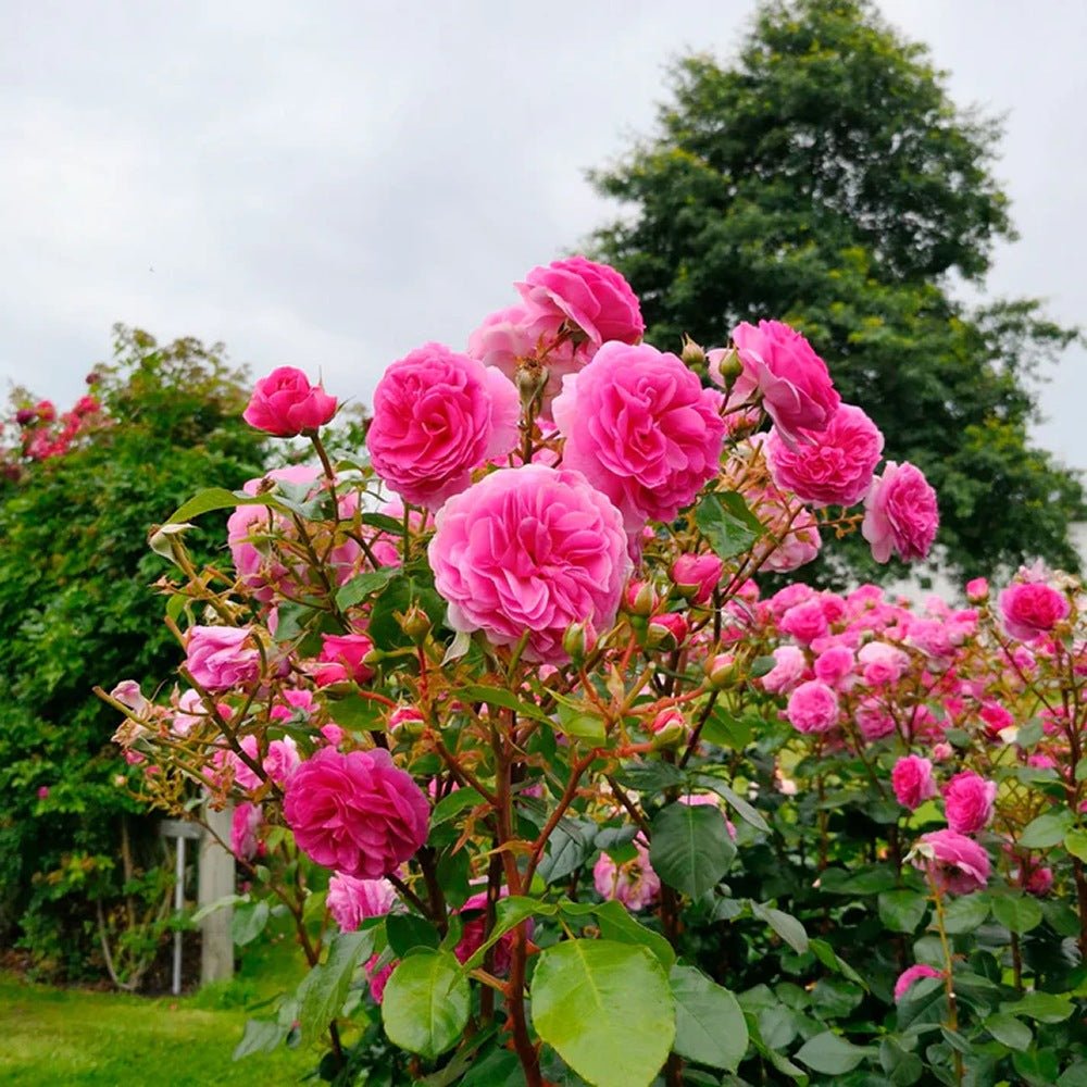 Trandafir Floribunda roz intens Ozeana, cu parfum intens - VERDENA-livrat in ghiveci plant-o-fix de 2 l