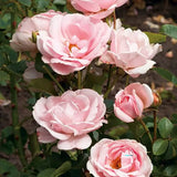Trandafir Floribunda roz-pal Ballade, inflorire repetata - VERDENA-livrat in ghiveci plant-o-fix de 2 l