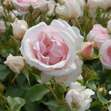 Trandafir Floribunda roz-pal Ballade, inflorire repetata - VERDENA-livrat in ghiveci plant-o-fix de 2 l