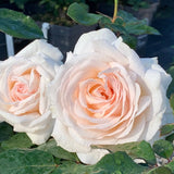 Trandafir Floribunda roz-pal Grafin Elke zu Rantzau, cu parfum intens - VERDENA-livrat in ghiveci plant-o-fix de 2 l