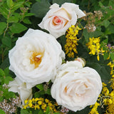 Trandafir Floribunda roz-pal Grafin Elke zu Rantzau, cu parfum intens - VERDENA-livrat in ghiveci plant-o-fix de 2 l