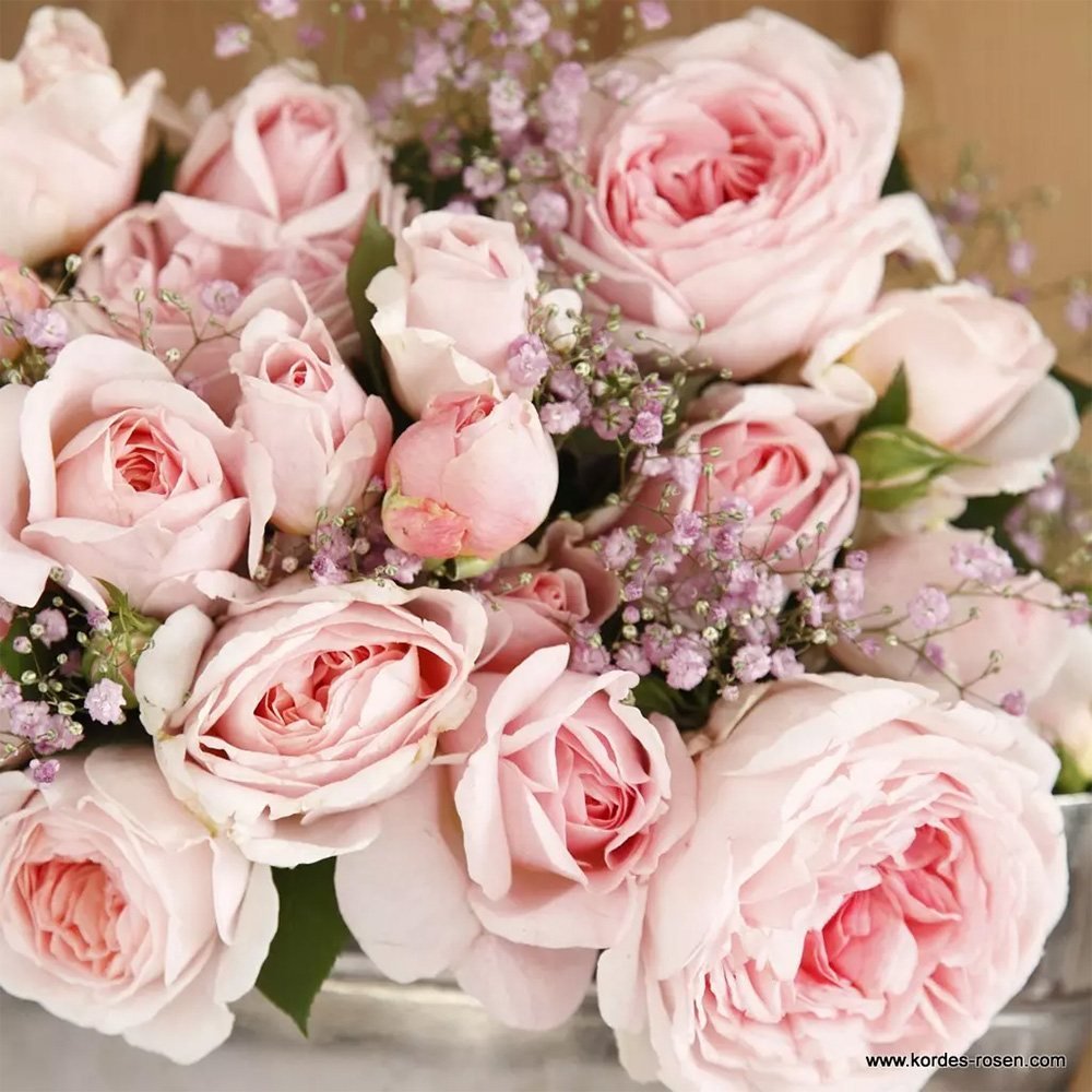 Trandafir floribunda roz-pal Märchenzauber, cu parfum intens - VERDENA-livrat in ghiveci plant-o-fix de 2 l