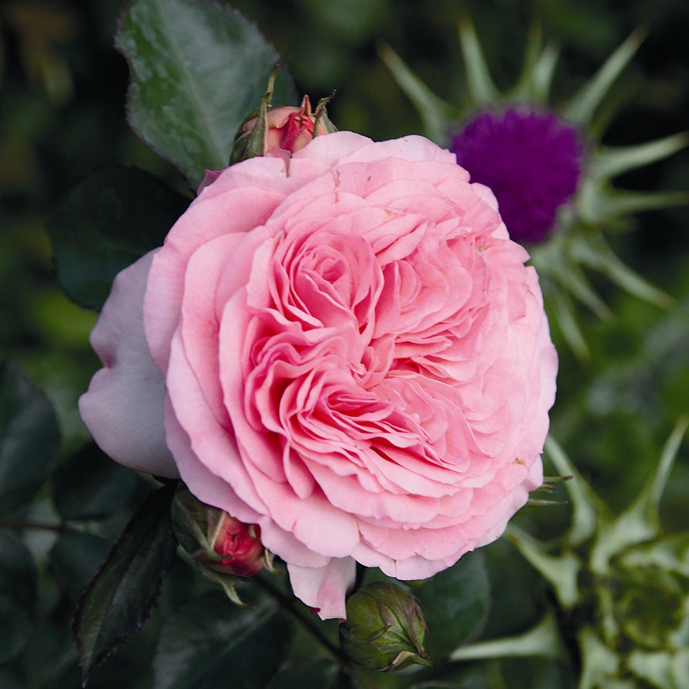 Trandafir Floribunda roz-palid Mariatheresia, inflorire repetata - VERDENA-livrat in ghiveci plant-o-fix de 2 l