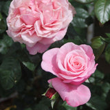 Trandafir Floribunda roz-pastel Wildberry, parfum intens - VERDENA-livrat in ghiveci plant-o-fix de 2 l