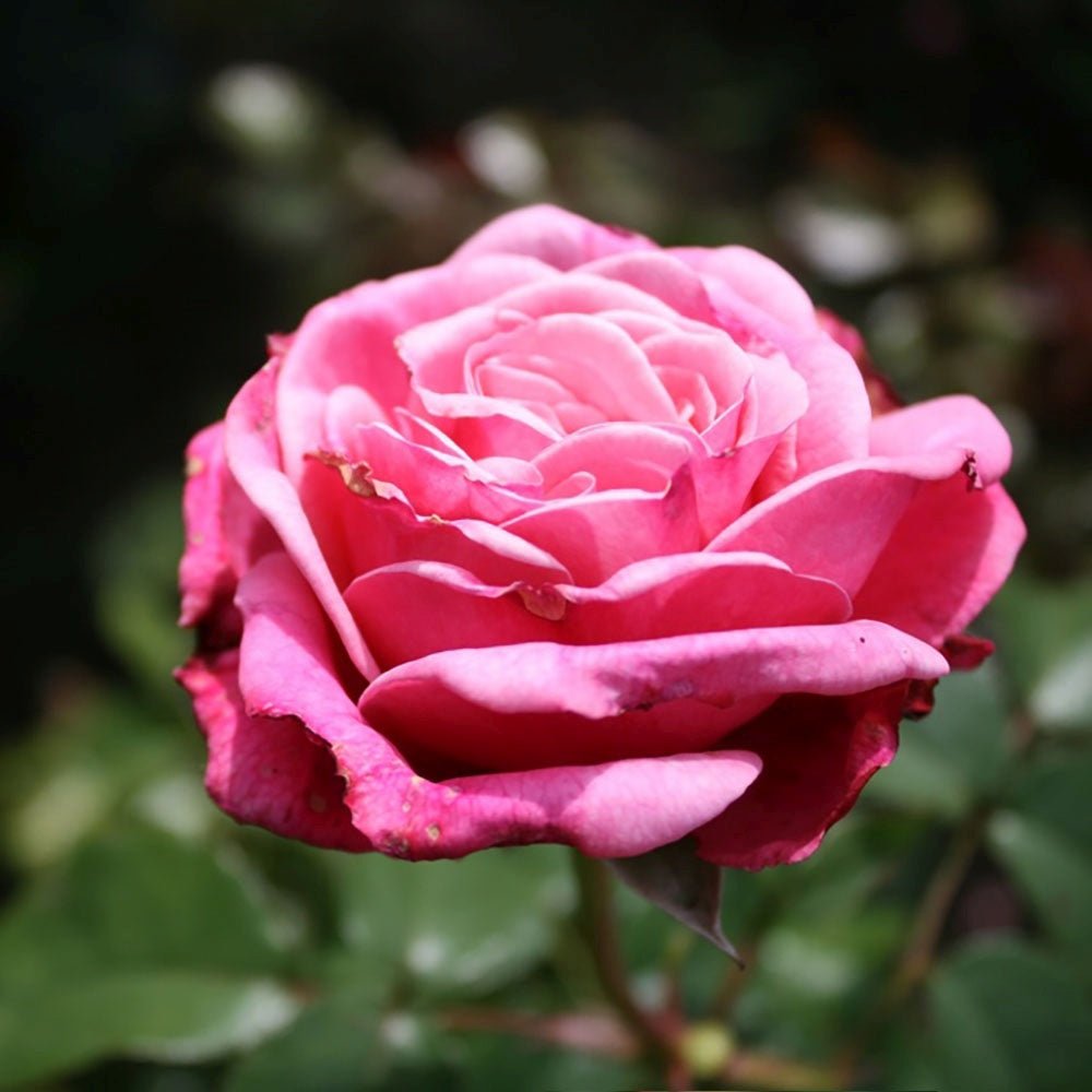 Trandafir Floribunda roz-pastel Wildberry, parfum intens - VERDENA-livrat in ghiveci plant-o-fix de 2 l