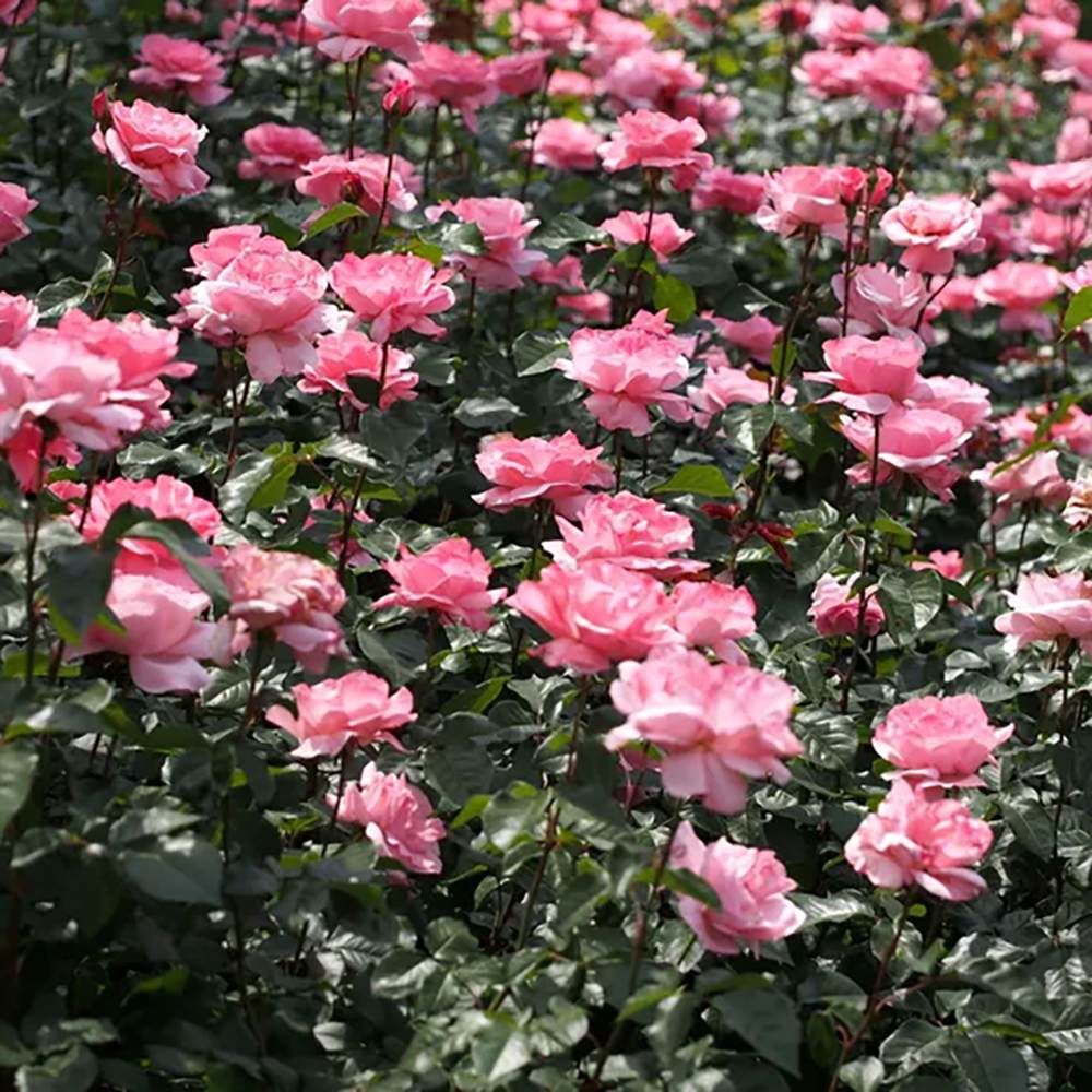 Trandafir Floribunda roz The Queen Elizabeth Rose, inflorire repetata - VERDENA-livrat in ghiveci plant-o-fix de 2 l