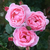Trandafir Floribunda roz The Queen Elizabeth Rose, inflorire repetata - VERDENA-livrat in ghiveci plant-o-fix de 2 l