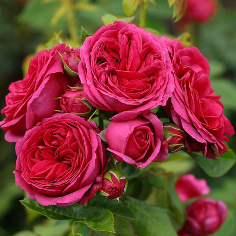 Trandafir Floribunda Sophie Luise - VERDENA-livrat in ghiveci plant-o-fix de 2L