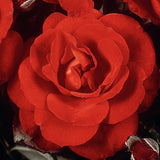 Trandafir Floribunda Stadt Eltville - VERDENA-livrat in ghiveci plant-o-fix de 2L