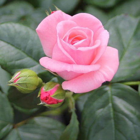 Trandafir Floribunda The Queen Elizabeth Rose - VERDENA-livrat in ghiveci plant-o-fix de 2L
