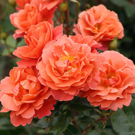 Trandafir Floribunda Theodor Fontane - VERDENA-livrat in ghiveci plant-o-fix de 2L