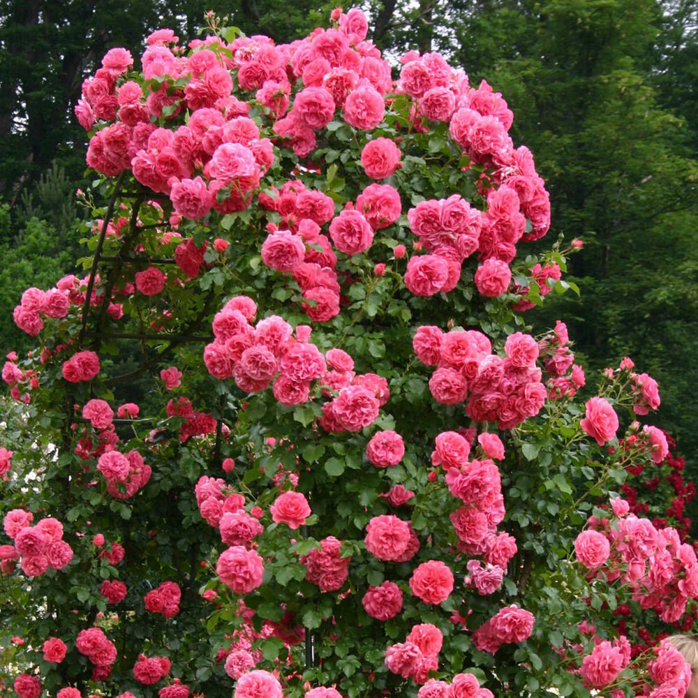 Trandafir Floribunda Uetersen - VERDENA-livrat in ghiveci plant-o-fix de 2L