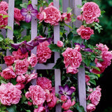 Trandafir Floribunda Uetersen - VERDENA-livrat in ghiveci plant-o-fix de 2L