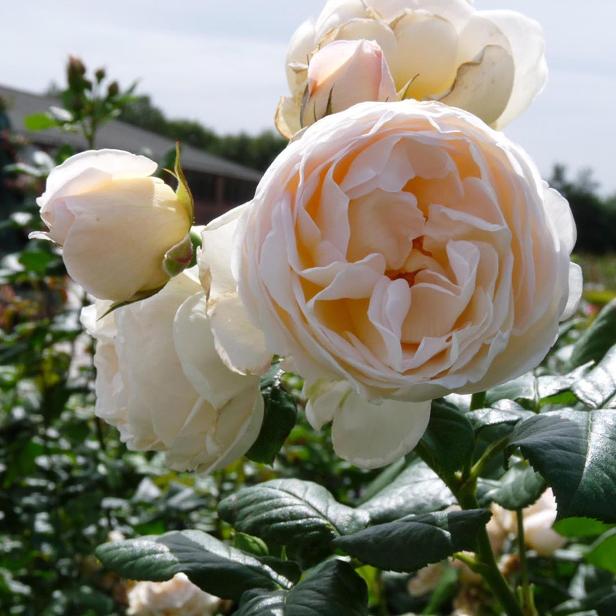 Trandafir Floribunda Uetersener Klosterrose - VERDENA-livrat in ghiveci plant-o-fix de 2L