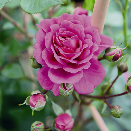 Trandafir Floribunda violet-albastru Starlet Rose Melina, parfum intens - VERDENA-livrat in ghiveci plant-o-fix de 2 l