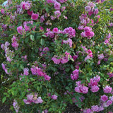 Trandafir Floribunda violet-albastru Starlet Rose Melina, parfum intens - VERDENA-livrat in ghiveci plant-o-fix de 2 l