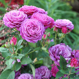 Trandafir Floribunda violet Heidi Klum, parfum intens - VERDENA-livrat in ghiveci plant-o-fix de 2 l