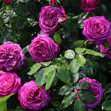 Trandafir Floribunda violet Heidi Klum, parfum intens - VERDENA-livrat in ghiveci plant-o-fix de 2 l