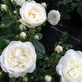 Trandafir Floribunda White Babyflor - VERDENA-livrat in ghiveci plant-o-fix de 2L