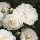 Trandafir Floribunda White Babyflor - VERDENA-livrat in ghiveci plant-o-fix de 2L
