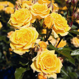 Trandafir Floribunda Yellow Clementine - VERDENA-livrat in ghiveci plant-o-fix de 2L