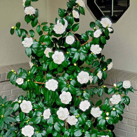 Trandafir japonez alb Camellia Miss Lyla - VERDENA-60-80 cm inaltime livrat in ghiveci de 10 L