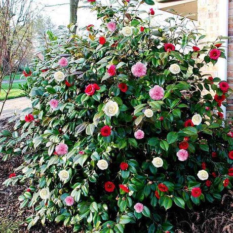 Trandafir Japonez Camellia Tricolor, cu flori roz-alb-rosu - VERDENA-90 cm inaltime, livrat in ghiveci de 5 l
